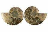 Cut & Polished, Agatized Ammonite Fossil - Madagascar #310709-1